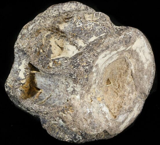 Mosasaur Vertebra - North Sulfur River, Texas #43133